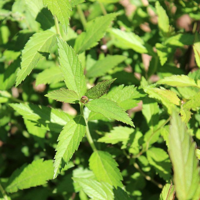 Spirée japonaise - Spiraea japonica Dart's Red (Feuillage)