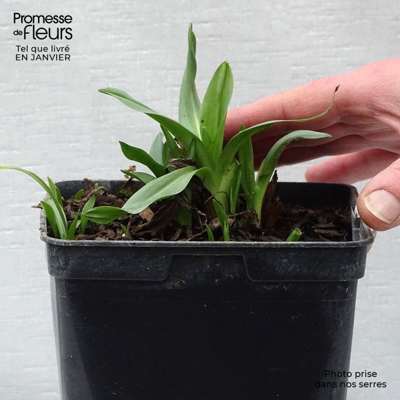 Spécimen de Spiranthes Chadd's Ford - Orchidée terrestre Pot de 2L/3L tel que livré en hiver