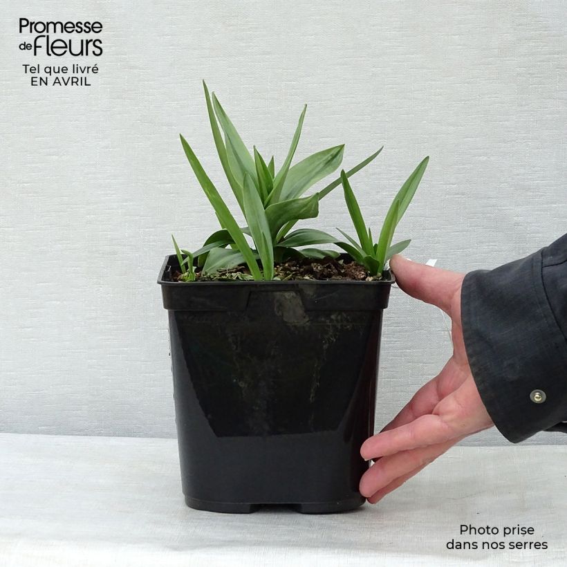 Spécimen de Spiranthes Chadd's Ford - Orchidée terrestre Pot de 2L/3L tel que livré au printemps