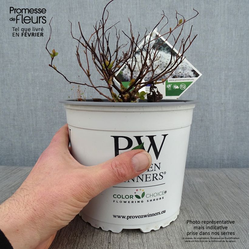 Spécimen de Spirée Double Play Blue Kazoo - Spiraea japonica Pot de 2L/3L tel que livré en hiver