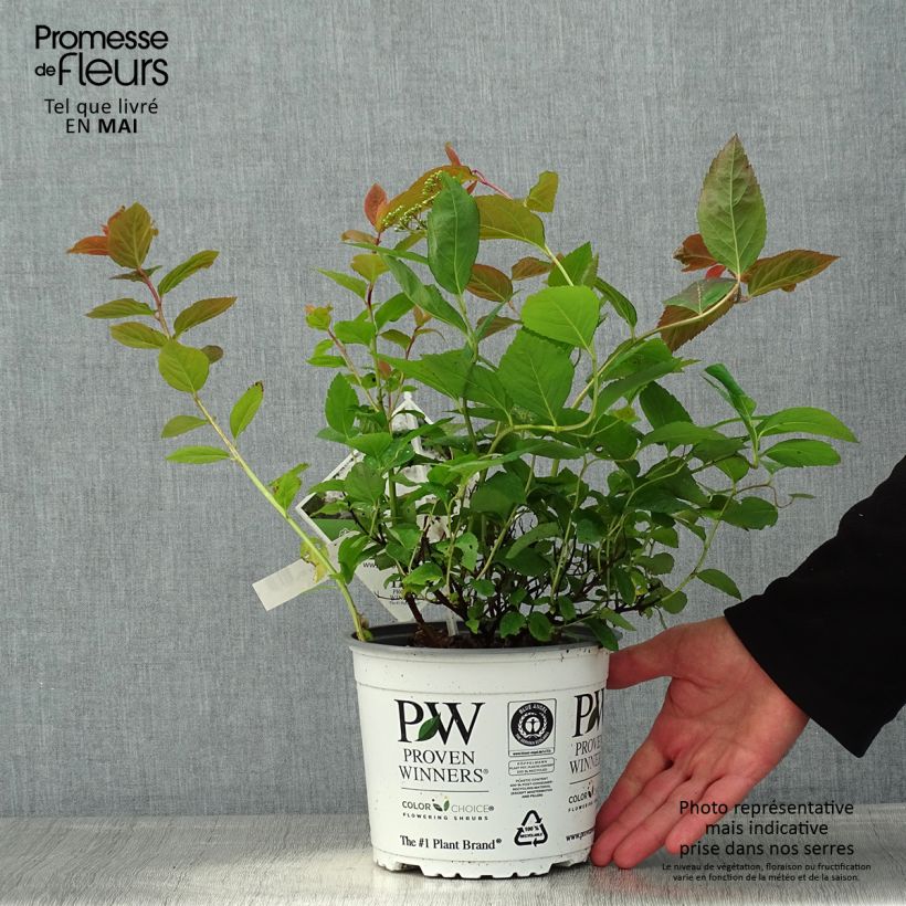 Spécimen de Spirée Double Play Blue Kazoo - Spiraea japonica Pot de 2L/3L tel que livré au printemps
