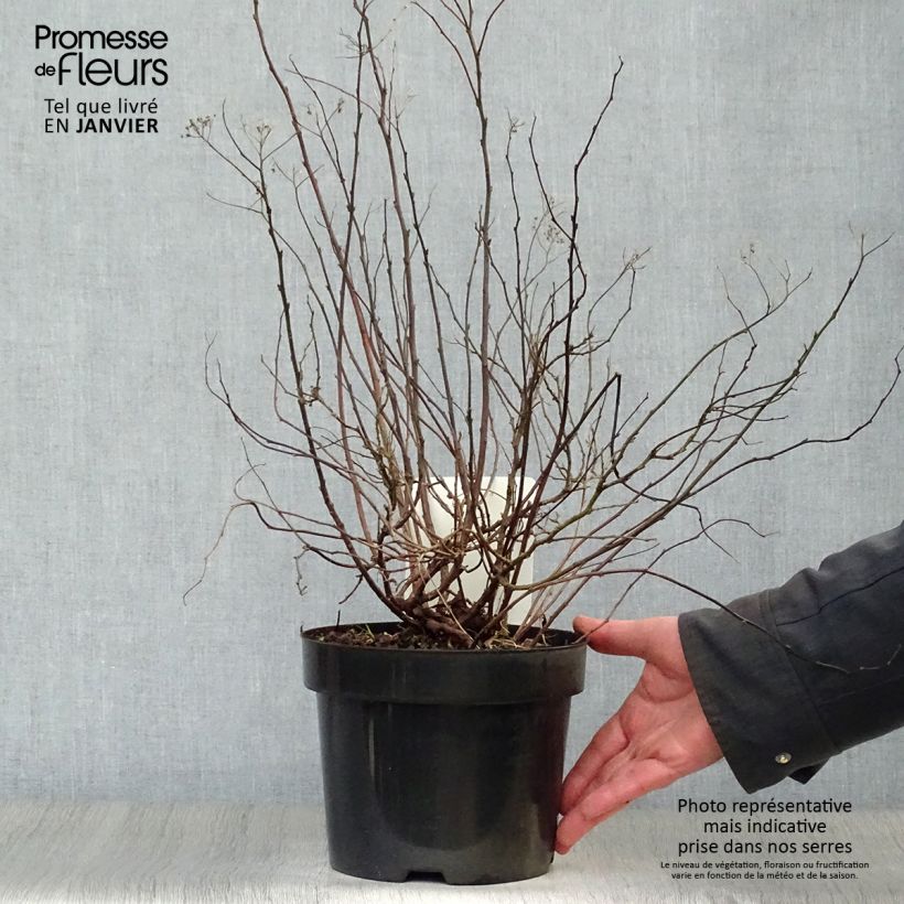 Spécimen de Spirée à feuille de bouleau Pink Sparkler - Spiraea betulifolia Pot de 2L/3L tel que livré en hiver