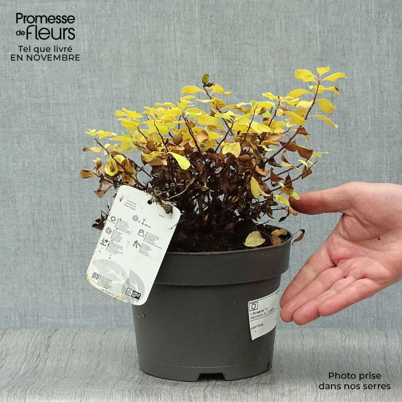 Spécimen de Spirée à feuilles de bouleau Tor - Spiraea betulifolia Pot de 3L/4L tel que livré en automne
