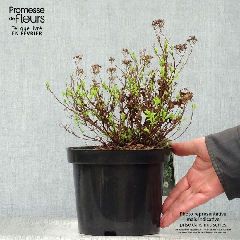 Spécimen de Spirée japonaise Albiflora - Spiraea japonica Pot de 2L/3L tel que livré en hiver