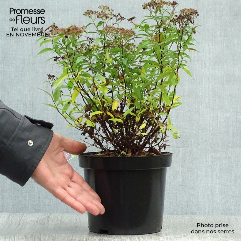 Spécimen de Spirée japonica Anthony Waterer - Spiraea japonaise Pot de 3L/4L tel que livré en automne