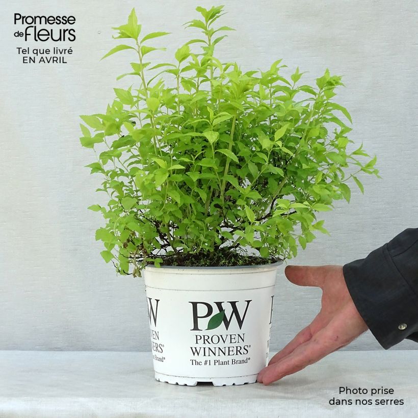 Spécimen de Spirée japonaise Double Play Gold - Spiraea japonica Pot de 2L/3L tel que livré au printemps