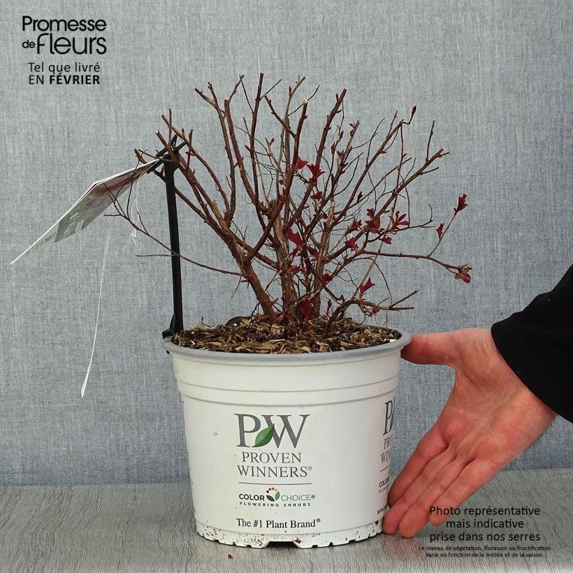 Spécimen de Spirée japonaise Double Play Red - Spiraea japonica Pot de 2L/3L tel que livré en hiver