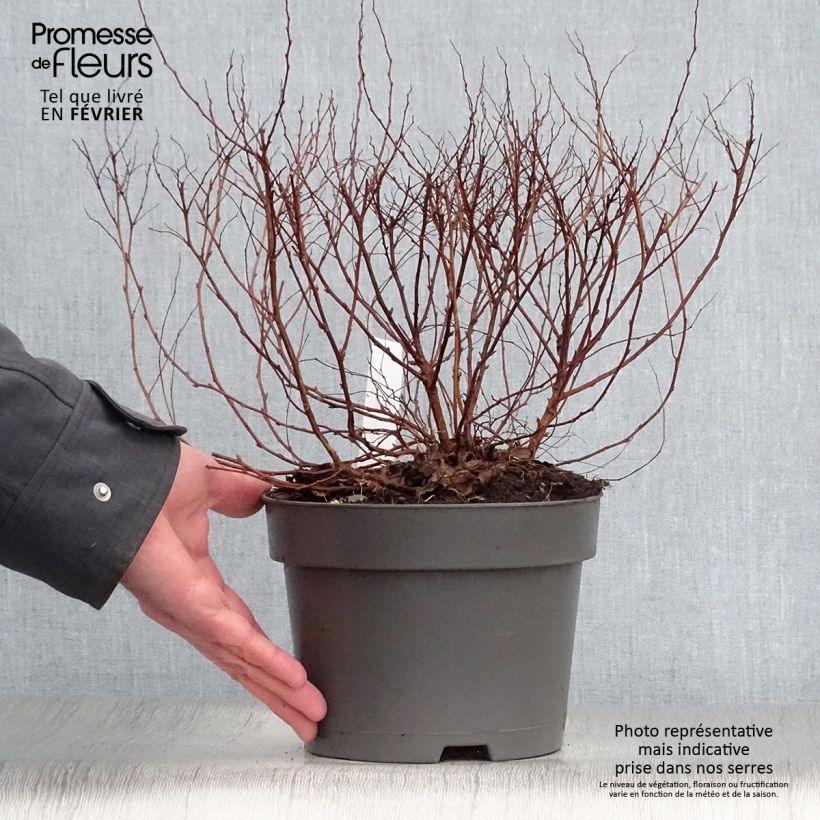 Spécimen de Spirée japonaise Firelight- Spiraea japonica Pot de 3L/4L tel que livré en hiver