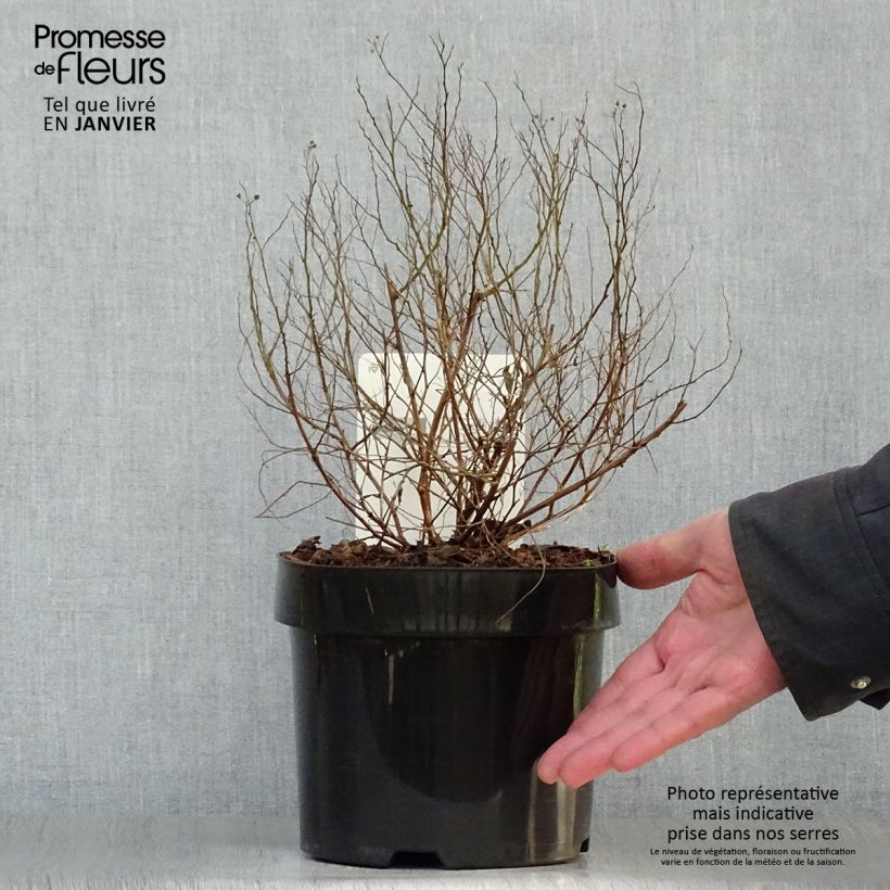 Spécimen de Spirée japonaise Golden Princess - Spiraea japonica Pot de 2L/3L tel que livré en hiver
