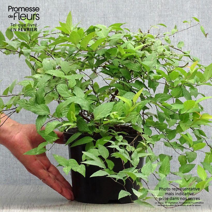 Spécimen de Spirée japonaise Goldflame - Spirée japonaise Pot de 2L/3L tel que livré en automne