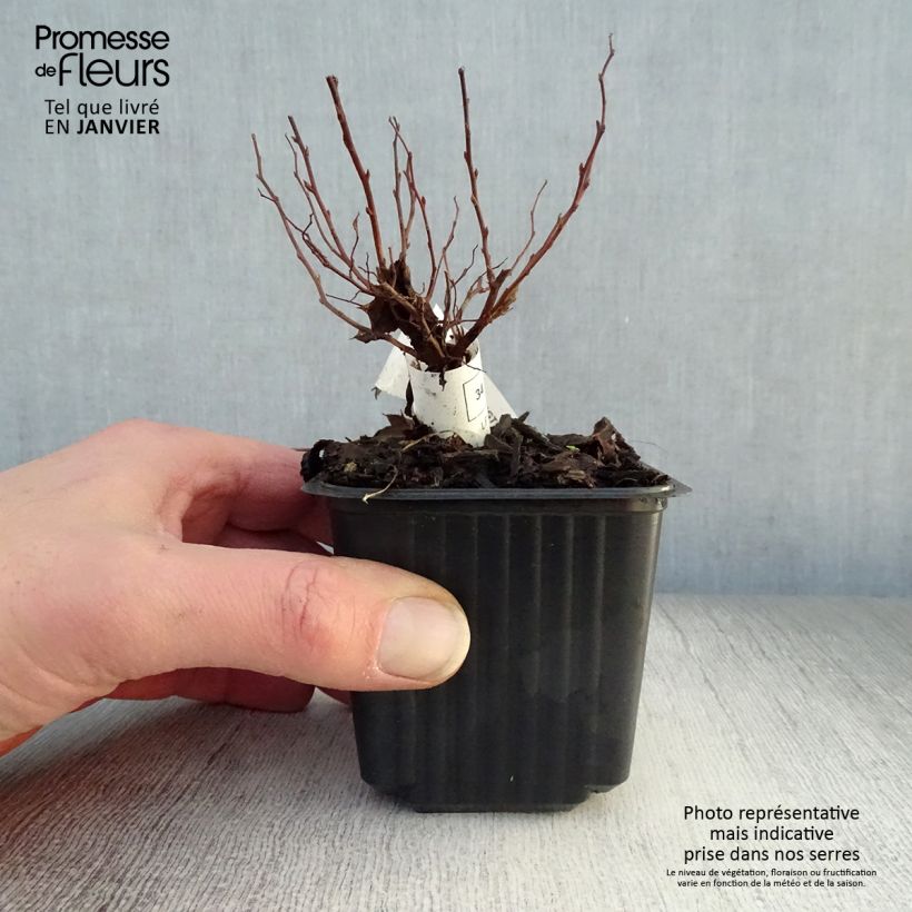 Spécimen de Spirée japonaise Goldflame - Spirée japonaise Godet de 8/9 cm tel que livré en hiver