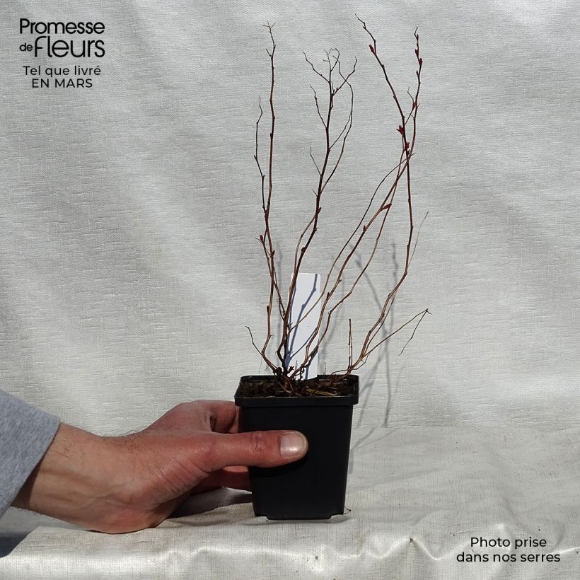 Spirea japonica Goldflame - Spirea del Giappone Vasetto da 8/9 cm esemplare consegnato in primavera