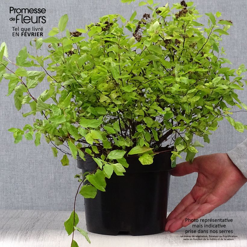 Spécimen de Spirée japonaise Goldmound -  Spiraea japonica Pot de 2L/3L tel que livré en automne