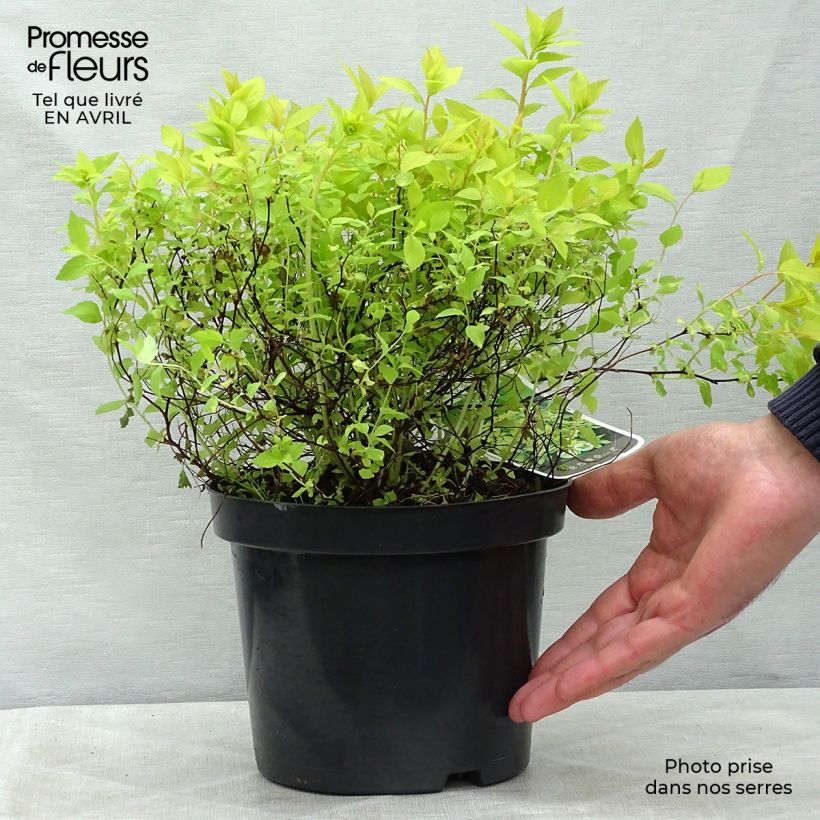 Spirea japonica Goldmound - Spirea del Giappone Vaso da 2L/3L esemplare consegnato in primavera