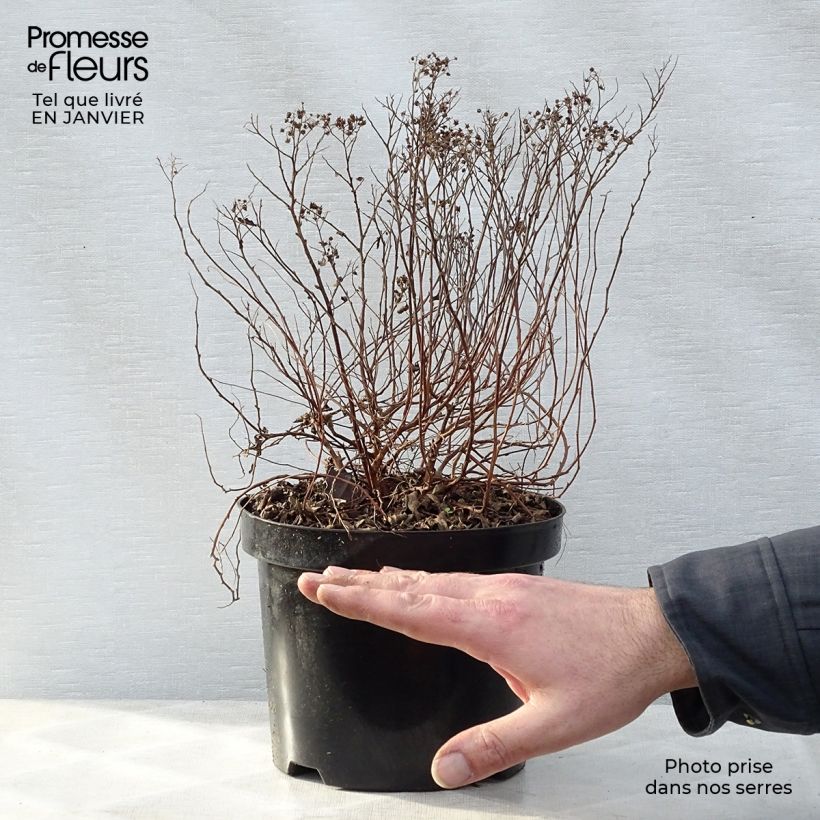 Spécimen de Spirée japonaise Little Princess - Spiraea japonica Pot de 2L/3L tel que livré en hiver