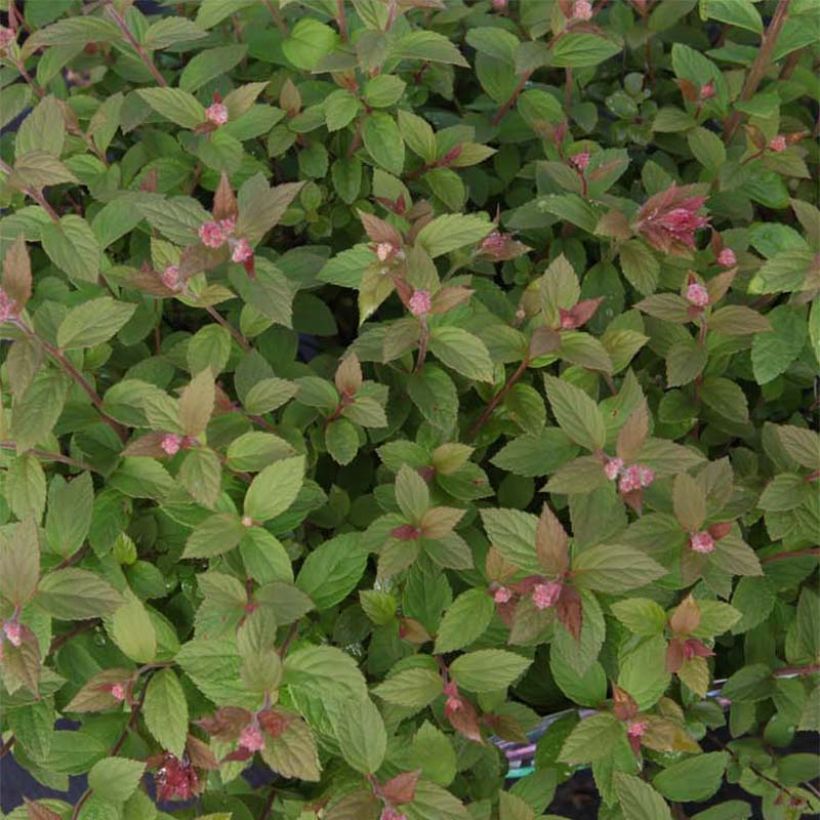 Espireia-japonesa Little Princess - Spiraea japonica (Folhagem)