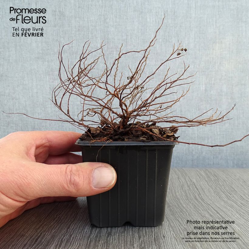 Spécimen de Spirée japonaise Little Princess - Spiraea japonica Godet de 8/9 cm tel que livré en hiver