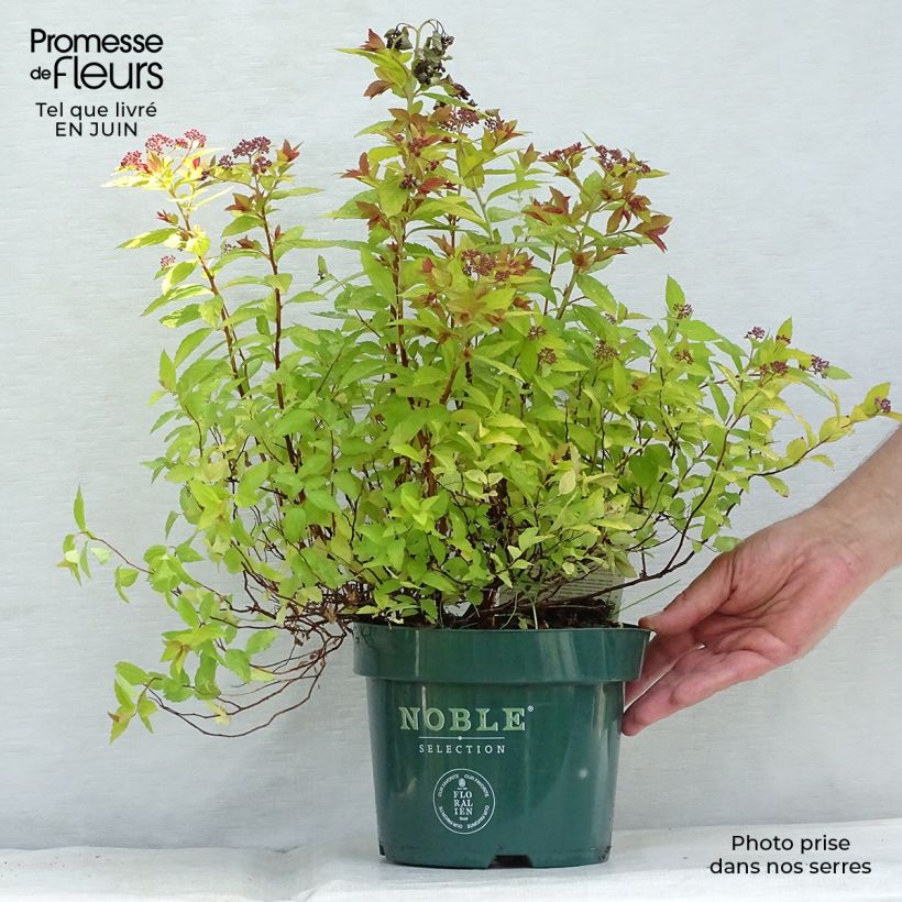 Spécimen de Spirée japonaise Magic Carpet - Spiraea japonica Pot de 2L/3L tel que livré en été