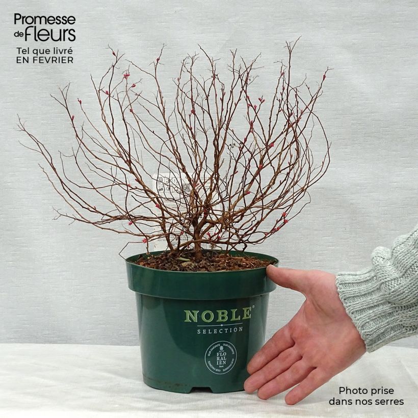 Spécimen de Spirée japonaise Magic Carpet - Spiraea japonica Pot de 2L/3L tel que livré en hiver
