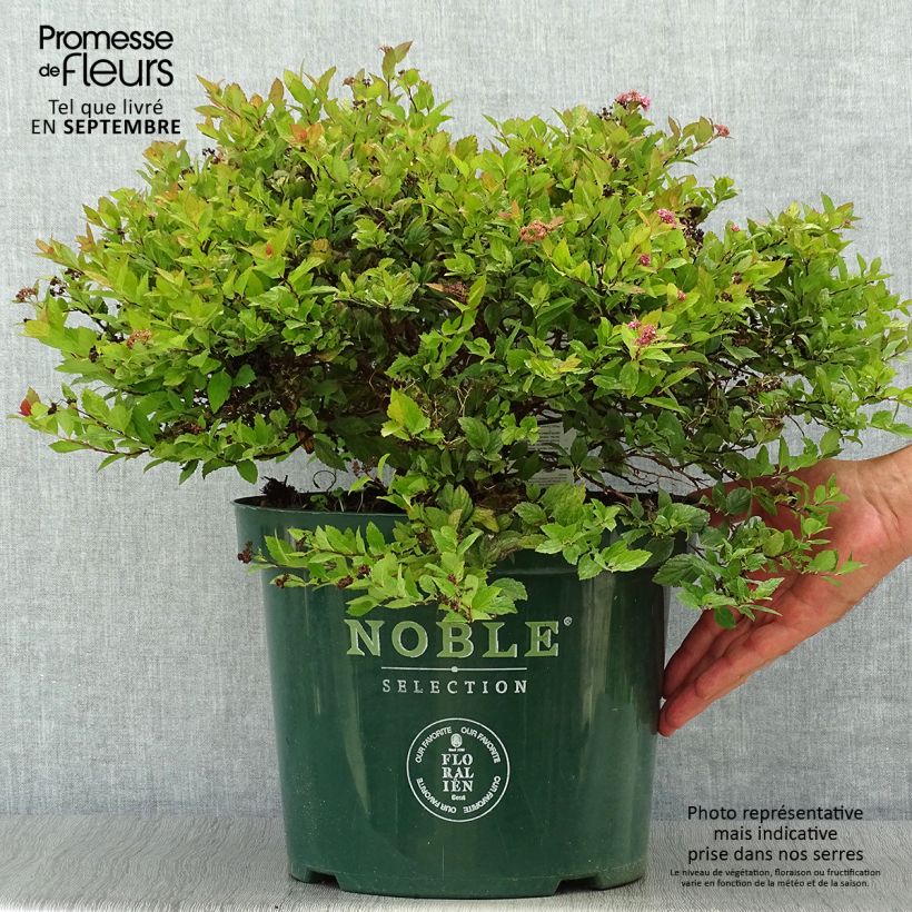 Spécimen de Spirée japonaise Magic Carpet - Spiraea japonica Pot de 4L/5L tel que livré en automne