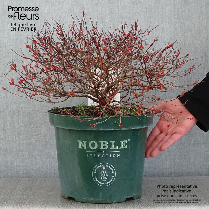 Spécimen de Spirée japonaise Magic Carpet - Spiraea japonica Pot de 4L/5L tel que livré en hiver