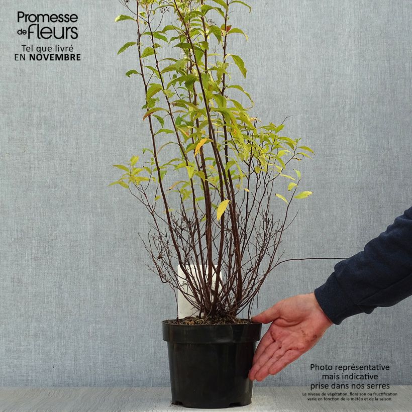 Spécimen de Spirée japonaise Shirobana - Spiraea japonica Pot de 2L/3L tel que livré en automne