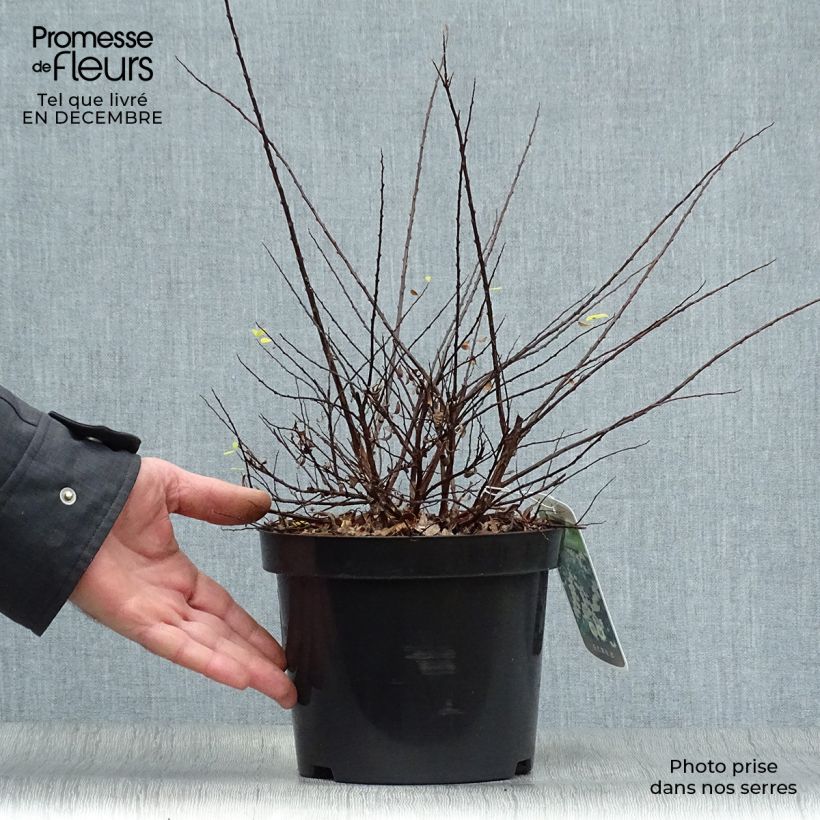 Spécimen de Spiraea nipponica Snowmound - Spirée japonaise Pot de 3L/4L tel que livré en hiver
