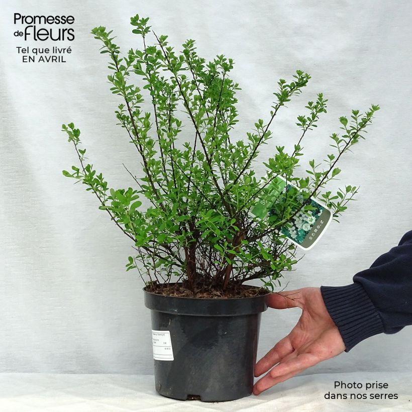 Spécimen de Spiraea nipponica Snowmound - Spirée japonaise Pot de 3L/4L tel que livré au printemps