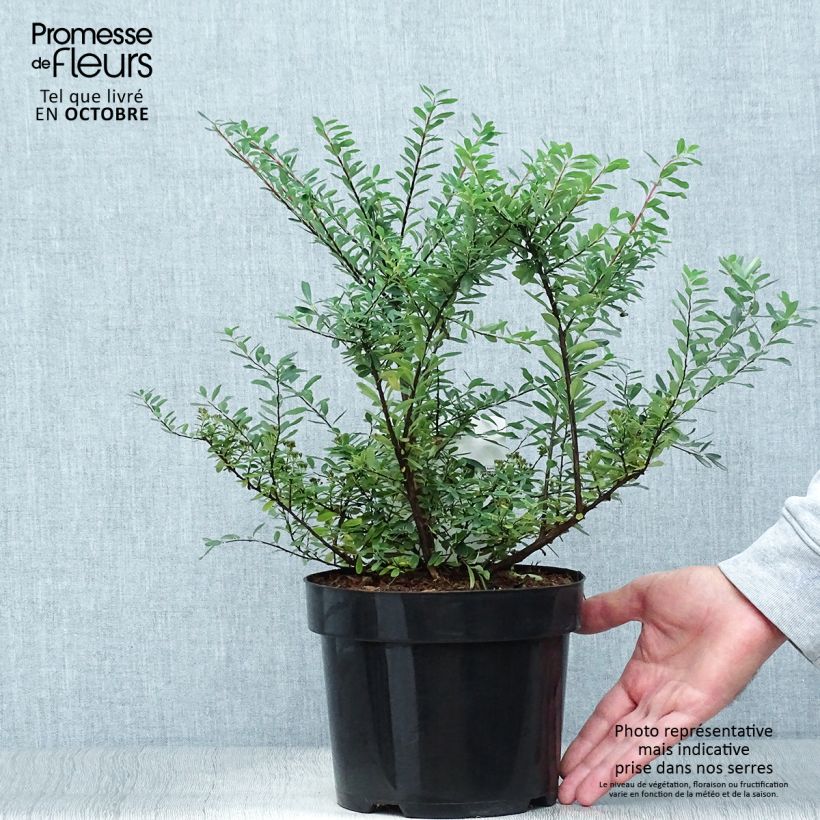 Spécimen de Spiraea nipponica Snowmound - Spirée japonaise Pot de 3L/4L tel que livré en automne