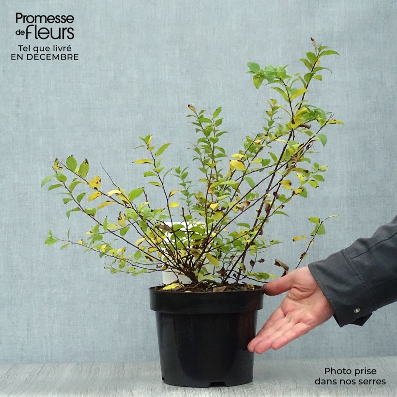 Spécimen de Spirée japonaise Sparkling Champagne - Spiraea japonica  Pot de 3L/4L tel que livré en hiver