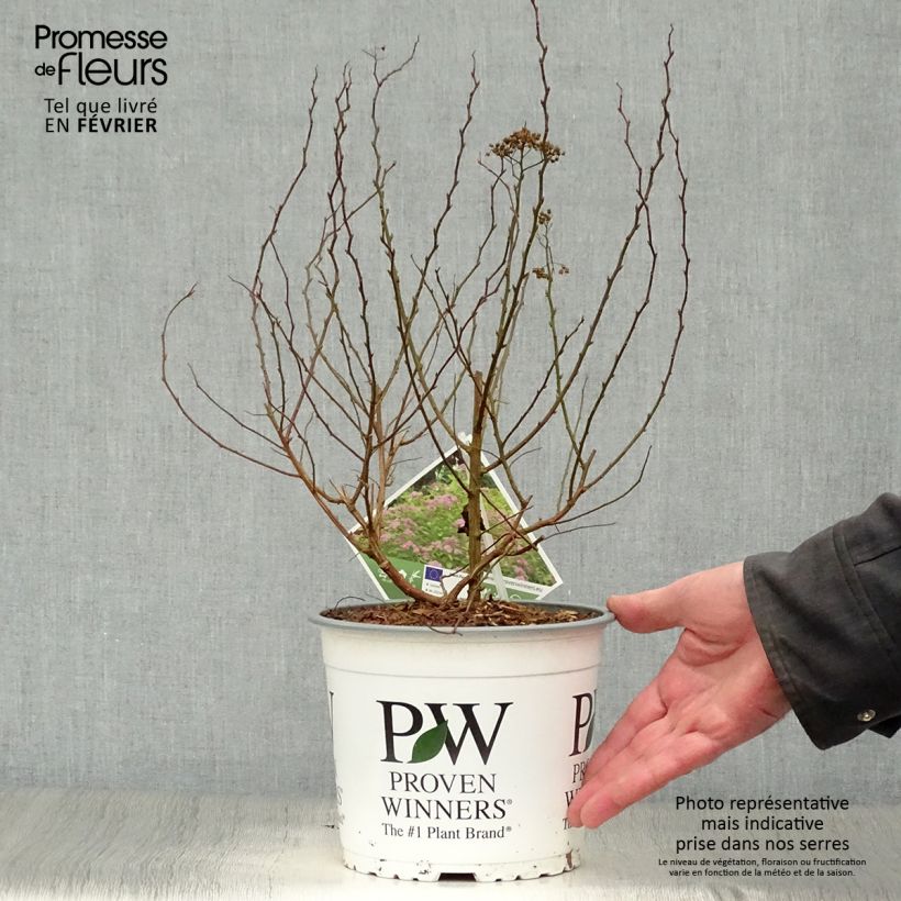 Spécimen de Spirée japonaise - Spiraea japonica Double Play Big Bang Pot de 2L/3L tel que livré en hiver