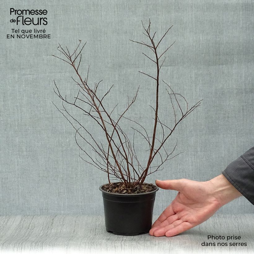Spécimen de Spirée japonaise - Spiraea nipponica Halward's Silver Pot de 1L/1,5L tel que livré en automne