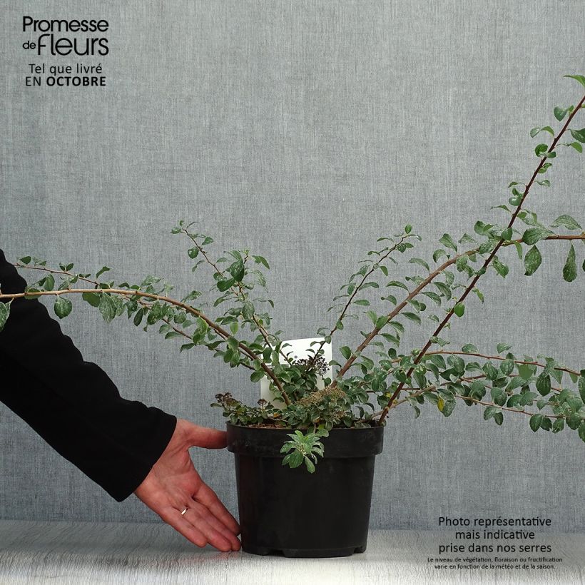 Spécimen de Spirée japonaise White Carpet - Spiraea nipponica Pot de 3L/4L tel que livré en automne