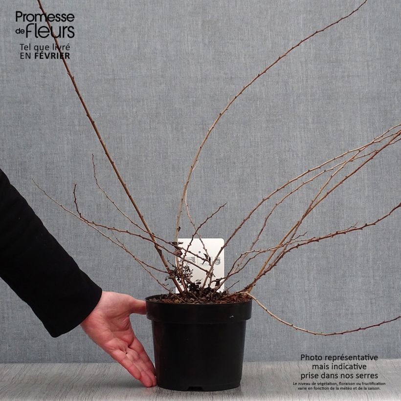 Spécimen de Spirée japonaise White Carpet - Spiraea nipponica Pot de 3L/4L tel que livré en hiver