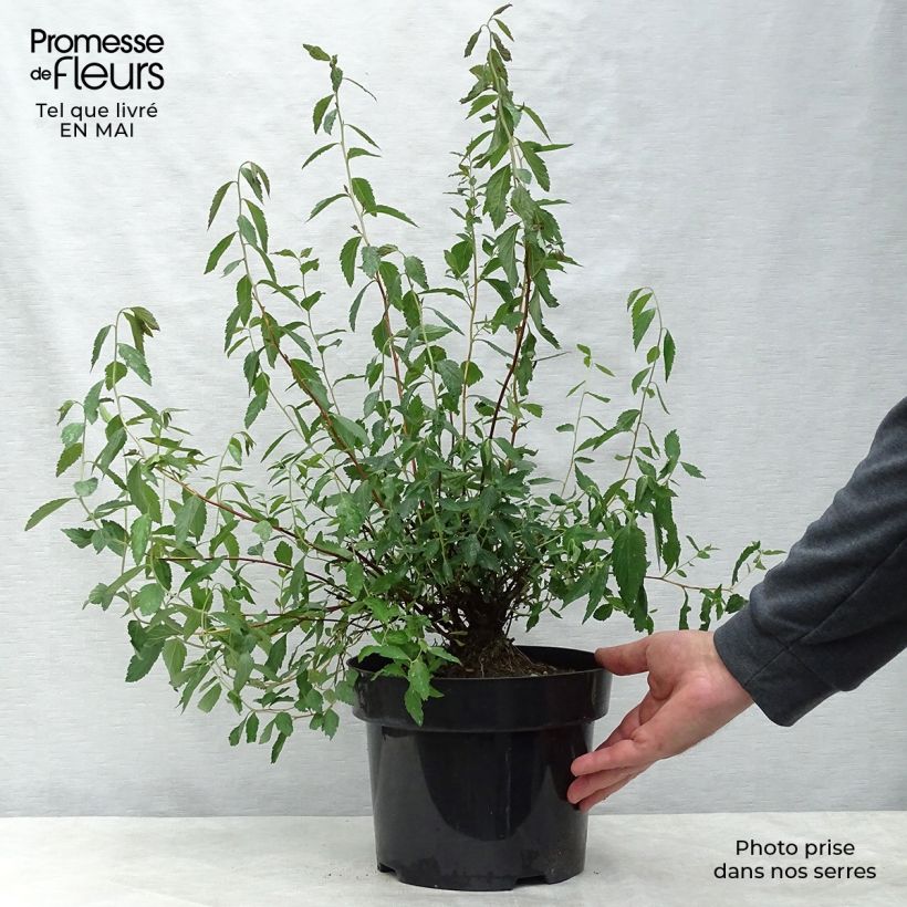 Spécimen de Spirée japonica Anthony Waterer - Spiraea japonaise Pot de 4L/5L tel que livré au printemps