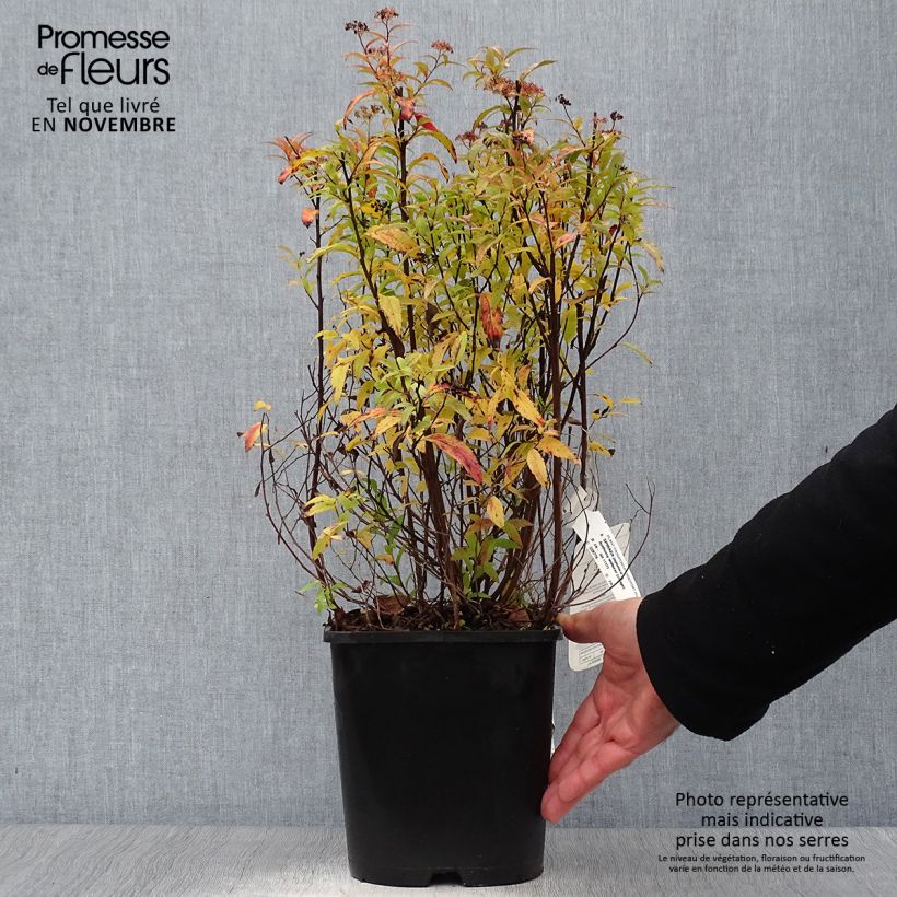 Spécimen de Spirée japonica Anthony Waterer - Spiraea japonaise Pot de 4L/5L tel que livré en automne