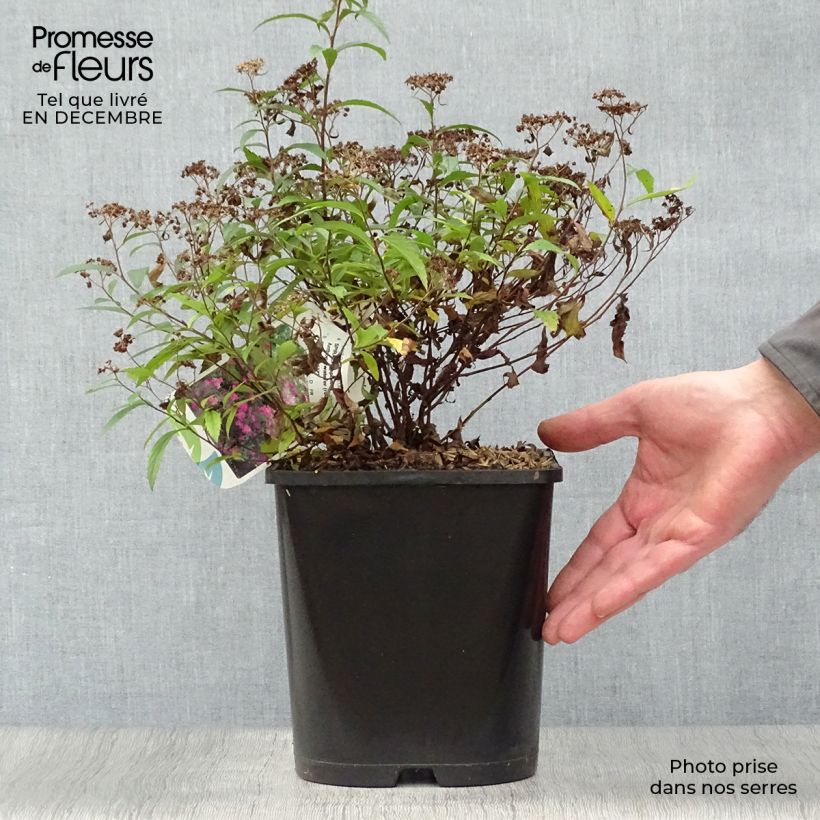 Spécimen de Spirée japonica Anthony Waterer - Spiraea japonaise Pot de 4L/5L tel que livré en hiver