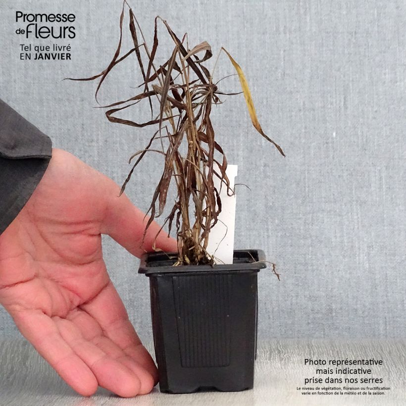 Spécimen de Spodiopogon sibiricus West Lake - Graminée d'ornement Godet de 8/9 cm tel que livré en hiver
