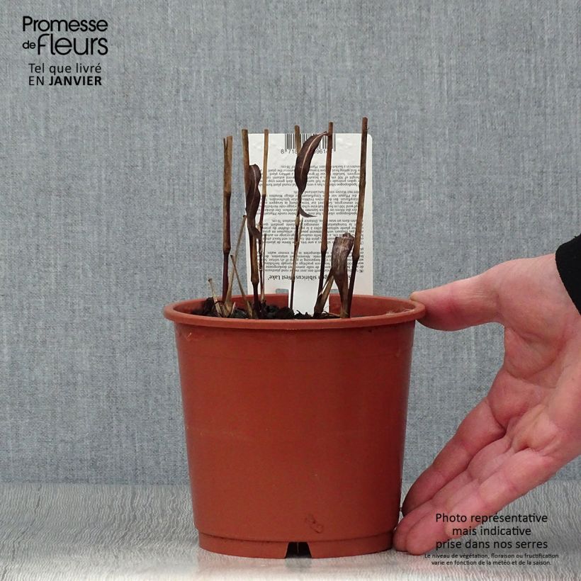 Spécimen de Spodiopogon sibiricus West Lake - Graminée d'ornement Pot de 1L/1,5L tel que livré en hiver