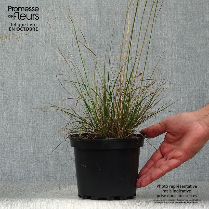 Spécimen de Sporobolus heterolepis - Sporobole à glumes inégales Pot de 2L/3L tel que livré en automne