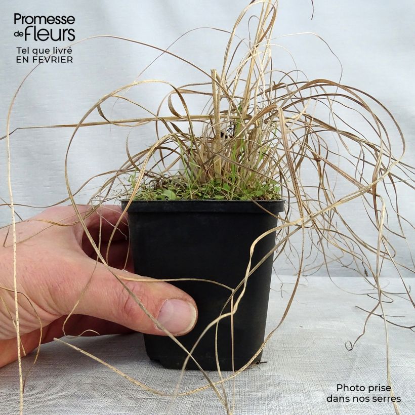 Spécimen de Sporobolus heterolepsis Wisconsin Strain - Sporobole à glumes inégales Godet de 8/9 cm tel que livré en hiver