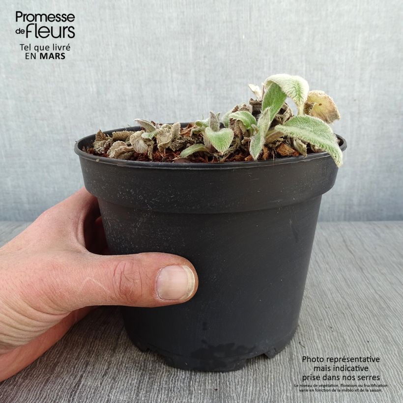 Spécimen de Stachys byzantina Big Ears - Oreille d'ours Pot de 1,5L/2L tel que livré en hiver