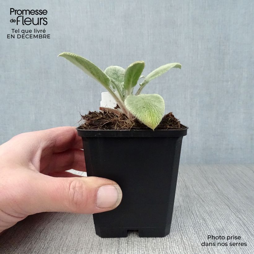 Spécimen de Stachys byzantina Big Ears - Oreille d'ours Godet de 8/9 cm tel que livré en hiver