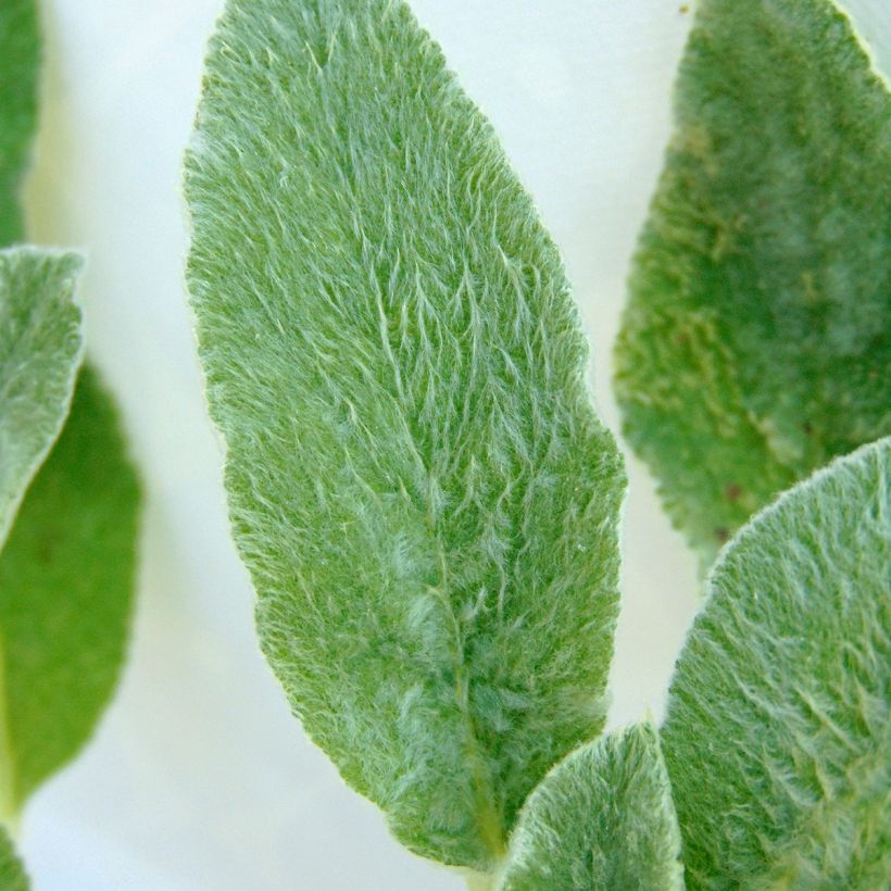 Stachys byzantina - Oreilles d'ours (Feuillage)