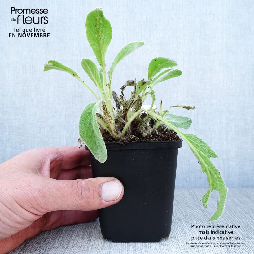 Spécimen de Stachys byzantina - Oreilles d'ours Godet de 8/9 cm tel que livré en automne