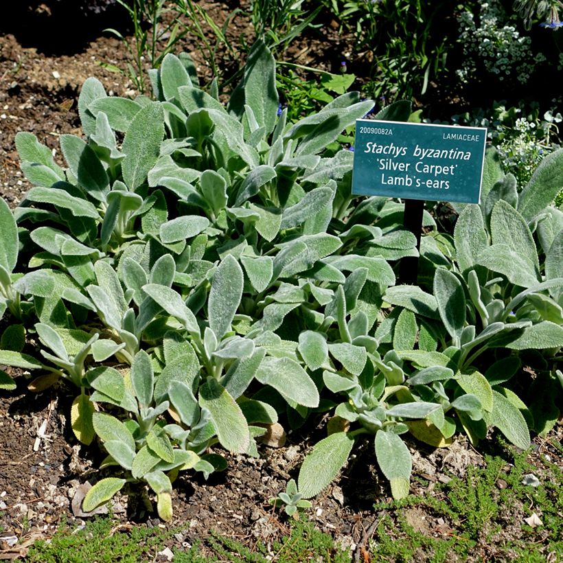 Stachys byzantina Silver Carpet - Oreille d'ours (Port)