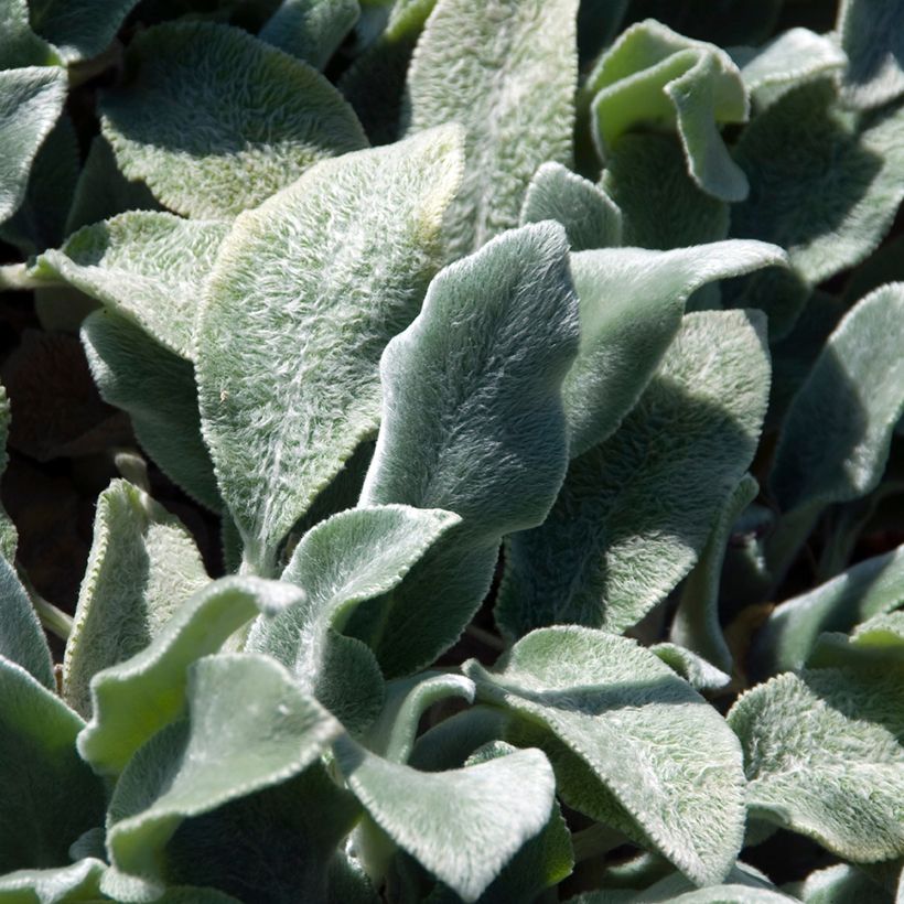 Stachys byzantina Silver Carpet - Oreille d'ours (Feuillage)