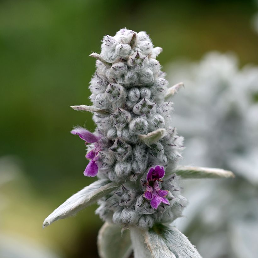 Stachys byzantina Silver Carpet - Oreille d'ours (Floraison)