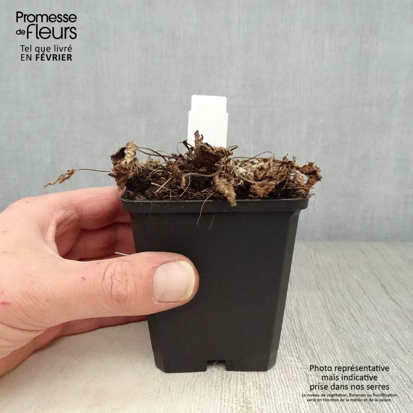 Spécimen de Stachys grandiflora Superba Godet de 8/9 cm tel que livré en hiver