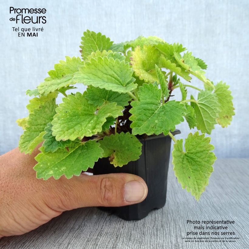 Spécimen de Stachys grandiflora Superba Godet de 8/9 cm tel que livré au printemps